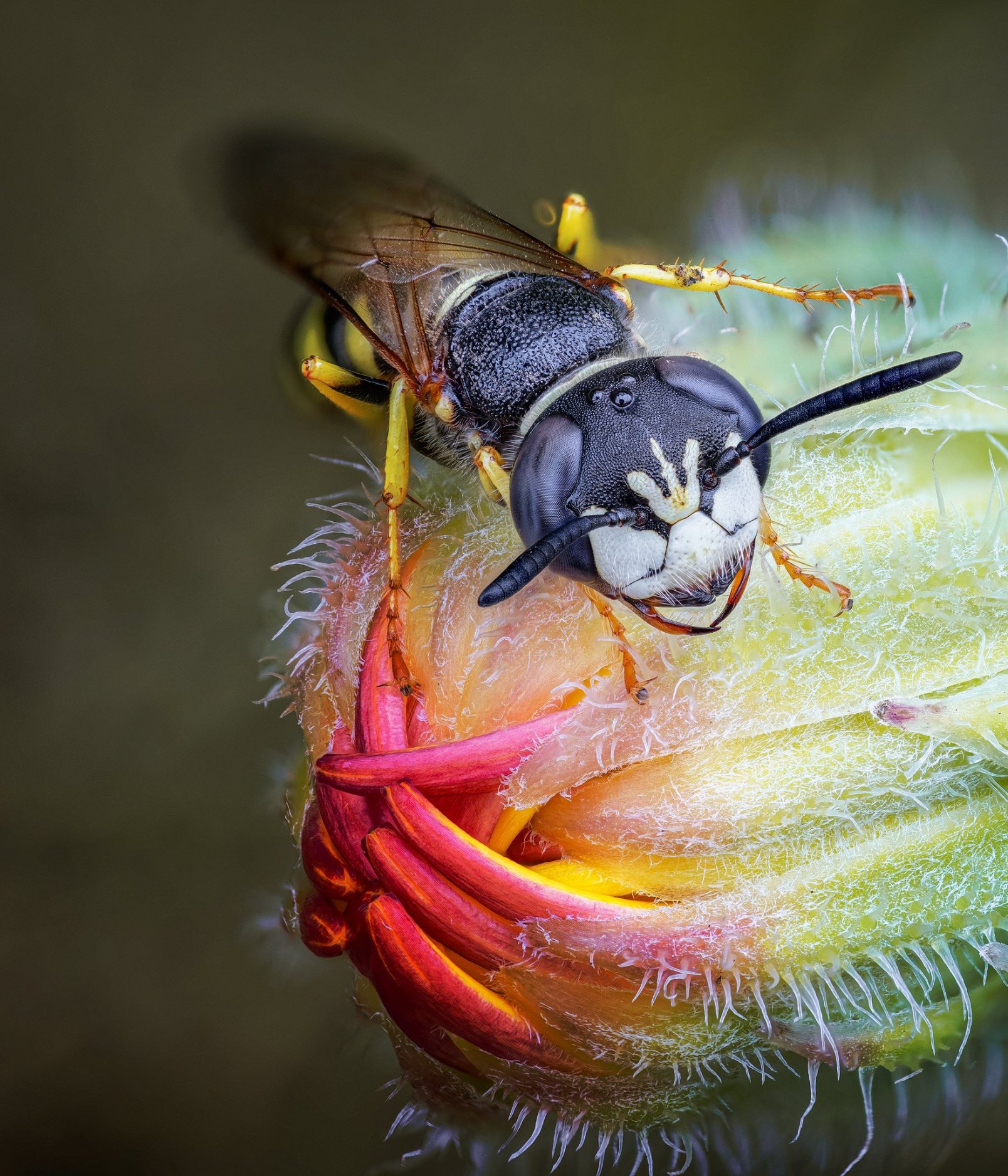 Огромная пчела фото